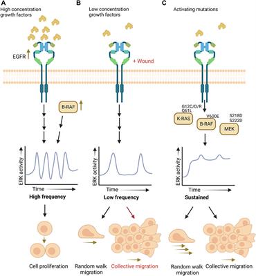 ERK signaling for cell migration and invasion